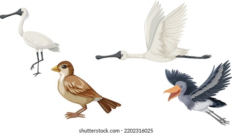 Different kinds of birds collection