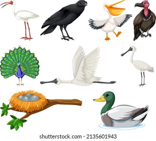 Different kinds of birds collection illustration