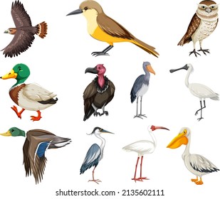 Different kinds of birds collection illustration