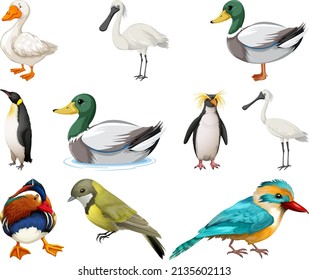 Different kinds of birds collection illustration