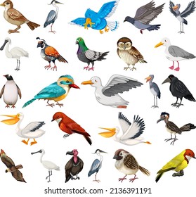 Different kinds of birds collection illustration