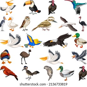 Different kinds of birds collection illustration