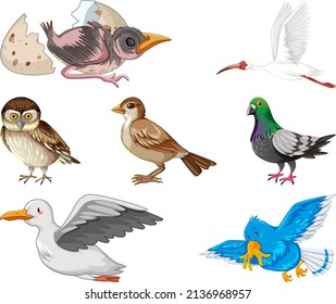 Different kinds of birds collection illustration