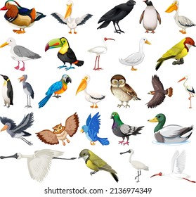 Different kinds of birds collection illustration