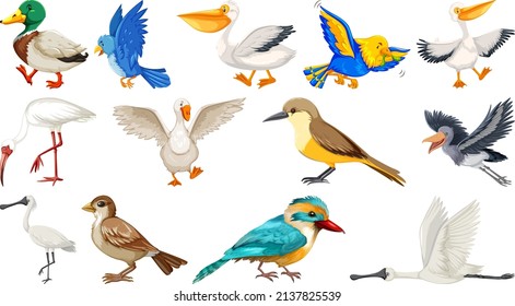 Different kinds of birds collection illustration