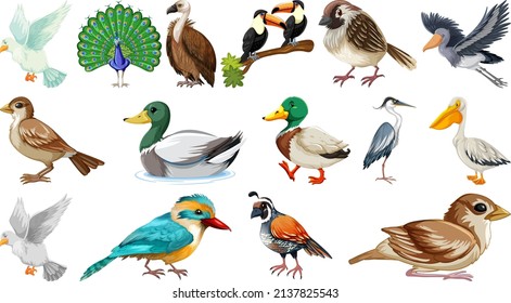 Different kinds of birds collection illustration