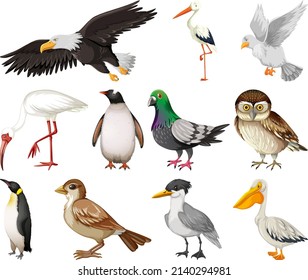 Different kinds of birds collection illustration