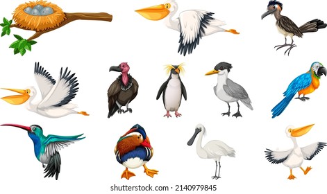 Different kinds of birds collection illustration