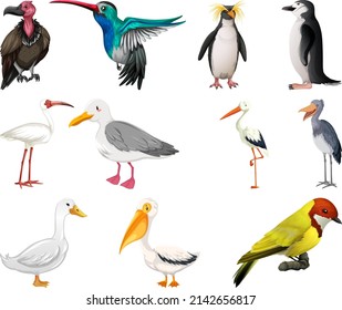 Different kinds of birds collection illustration