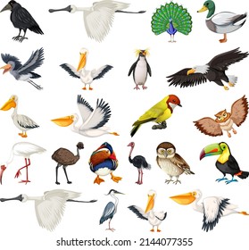 Different kinds of birds collection illustration