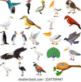 Different kinds of birds collection illustration