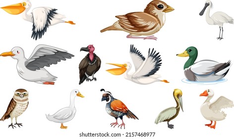 Different kinds of birds collection illustration