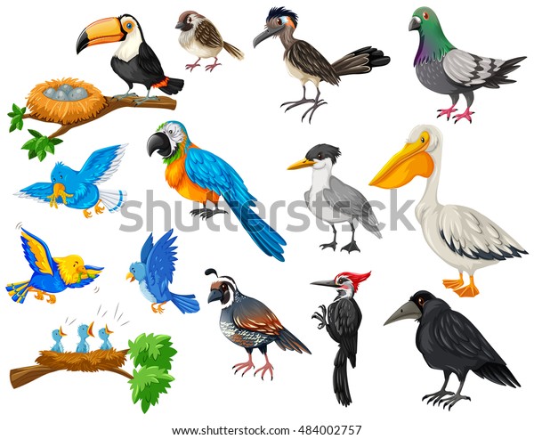 さまざまな種類の鳥セットイラスト のベクター画像素材 ロイヤリティフリー