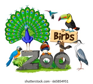 Different kinds of birds in the zoo illustration