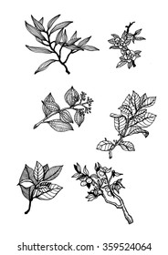 Different kinds of branches with leaves. Black and white vector hand-drawn illustration