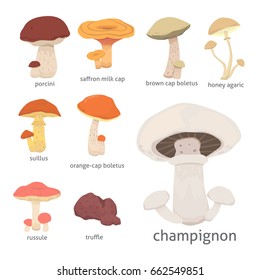 Different Kinds Cartoon Edible Mushrooms Stock Vector (Royalty Free ...