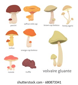different kinds of cartoon edible mushrooms