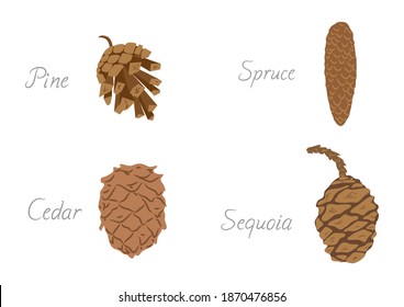 Different kinds of Cones. Vector illustration of Cones of Pine, Spruce, Cedar and Sequoia.