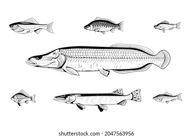 Different kinds of fish. Black and white isolated illustration. Coloring book page