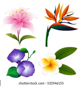 Different kinds of flowers illustration