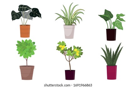 Different kinds of green blooming home plants in pots vector illustration