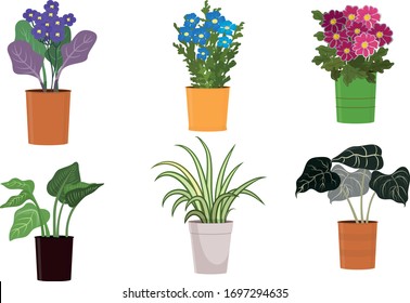 Different kinds of green blooming home plants and flowers in pots vector illustration