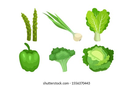 Different Kinds Of Green Vegetables In Culinary Concept. Vector Illustration Set Isolated On White Background