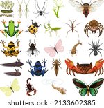 Different kinds of insects and animals on white background illustration