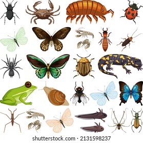 Different Kinds Insects Animals On White Stock Vector (Royalty Free ...