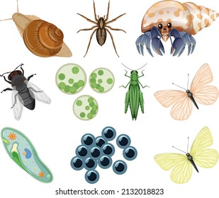 Different kinds of insects and animals on white background illustration