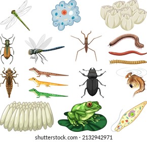 Different kinds of insects and animals on white background illustration