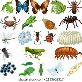 Different kinds of insects and animals on white background illustration