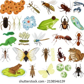 Diferentes tipos de insectos y animales en la ilustración de fondo blanco