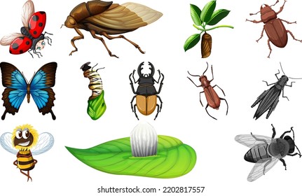 Different kinds of insects collection illustration