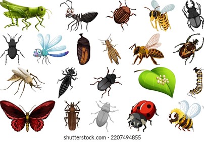 Diferentes tipos de ilustraciones de la colección de insectos