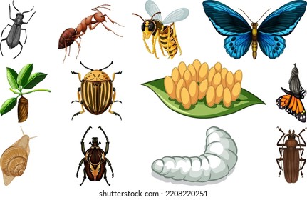 Different kinds of insects collection illustration