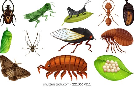 Different kinds of insects collection illustration