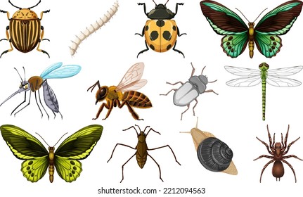 Different kinds of insects collection illustration