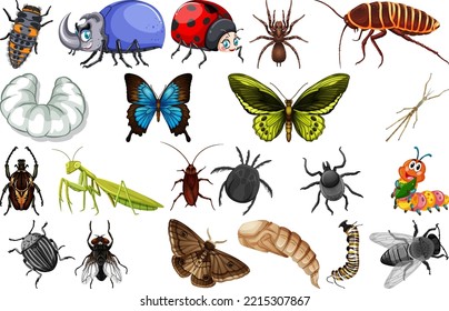 Diferentes tipos de ilustraciones de la colección de insectos