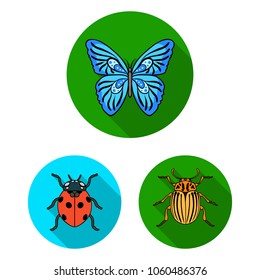 Different kinds of insects flat icons in set collection for design. Insect arthropod vector symbol stock web illustration.
