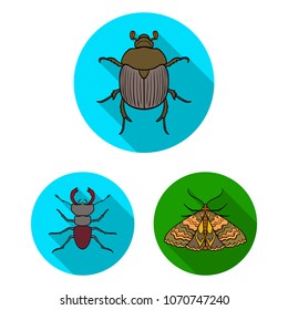 Different kinds of insects flat icons in set collection for design. Insect arthropod vector symbol stock web illustration.