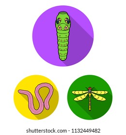 Different kinds of insects flat icons in set collection for design. Insect arthropod vector symbol stock web illustration.