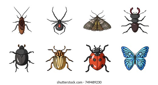 Different kinds of insects icons in set collection for design. Insect arthropod vector symbol stock web illustration.
