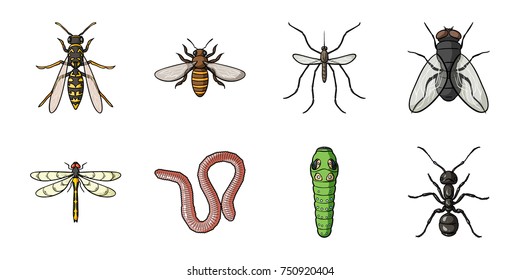 Different kinds of insects icons in set collection for design. Insect arthropod vector symbol stock  illustration.