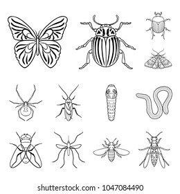 Different Kinds Insects Outline Icons Set Stock Vector (Royalty Free ...