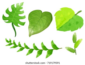 Different kinds of leaves on white background