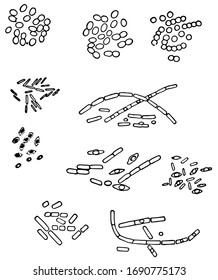 Different Kinds of Milk Bacteria and this is caused by a change in the milk brought about by the presence of bacteria, vintage line drawing or engraving illustration.