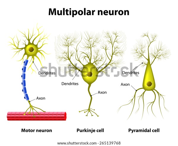 Suchen Sie Nach Verschiedene Arten Multipolarer Neuronen Pyramidenzelle Purkinje Zelle Stockbildern In Hd Und Millionen Weiteren Lizenzfreien Stockfotos Illustrationen Und Vektorgrafiken In Der Shutterstock Kollektion Jeden Tag Werden Tausende