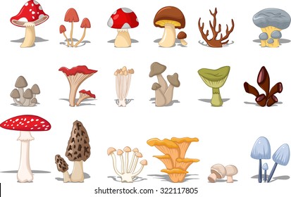 different kinds mushrooms