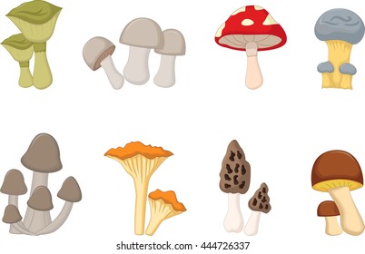 different kinds of mushrooms